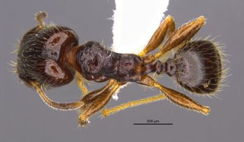 Media type: image;   Entomology 36177 Aspect: habitus dorsal view